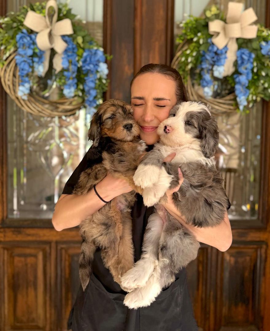 A family member holding two Bernedoodle puppies