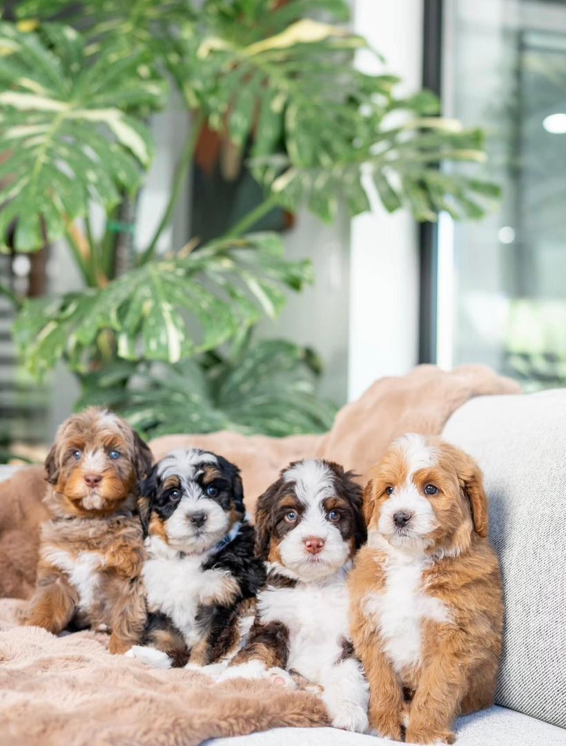 Four Bernedoodle puppies on a couch in our home