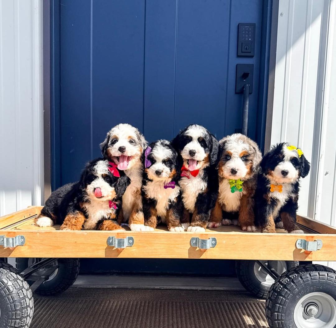 A litter of Bernedoodle puppies sitting together